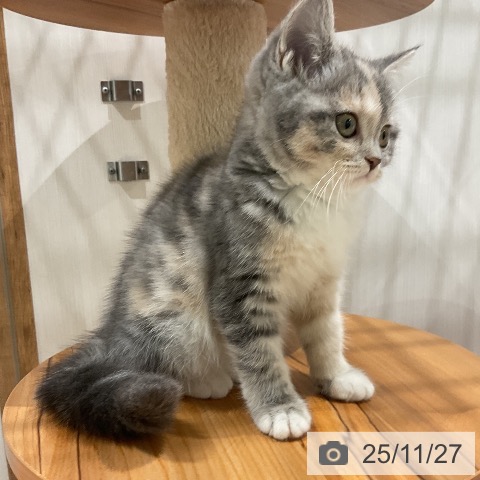 スコティッシュフォールドの写真