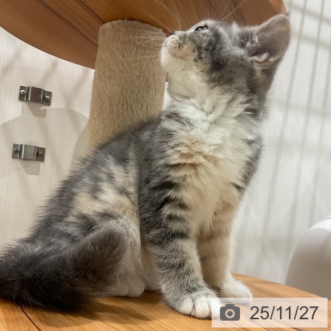 スコティッシュフォールドの写真