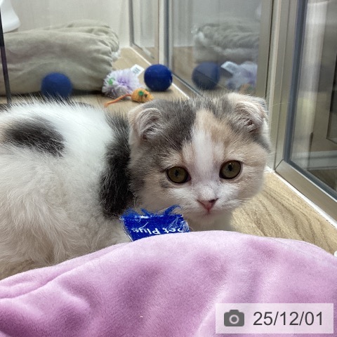 熊本県のスコティッシュフォールド (ペットプラス 熊本店/2025年9月18日生まれ/女の子/ブルーパッチドタビーホワイト)の子猫の3枚目の画像