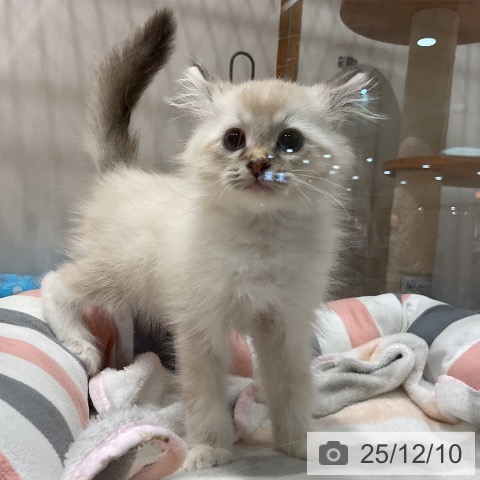 福岡県のサイベリアン (ペットプラス 八幡東店/2025年9月16日生まれ/男の子/シールリンクスポイントホワイト)の子猫の4枚目の画像