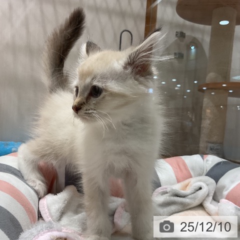 福岡県のサイベリアン (ペットプラス 八幡東店/2025年9月16日生まれ/男の子/シールリンクスポイントホワイト)の子猫の3枚目の画像