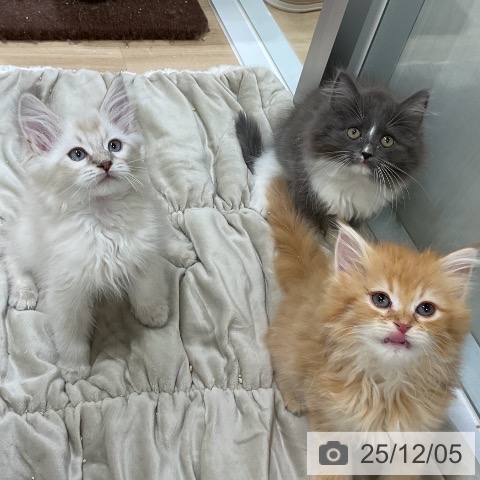 福岡県のサイベリアン (ペットプラス 香椎浜店/2025年9月16日生まれ/女の子/ブルーリンクスポイントホワイト)の子猫の3枚目の画像