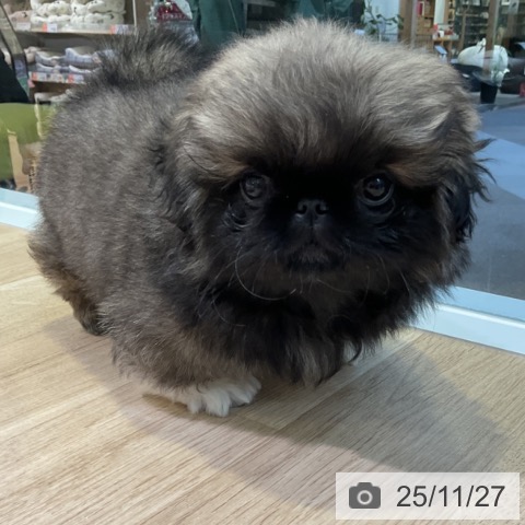 ペキニーズの写真