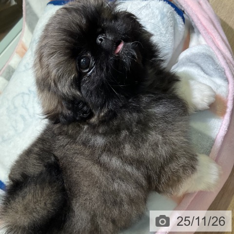 ペキニーズの写真