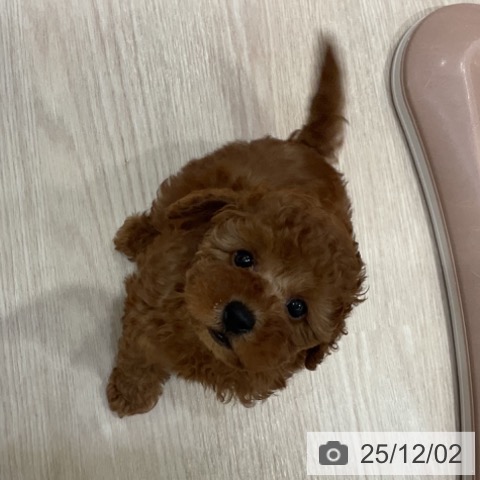 トイ・プードルの写真