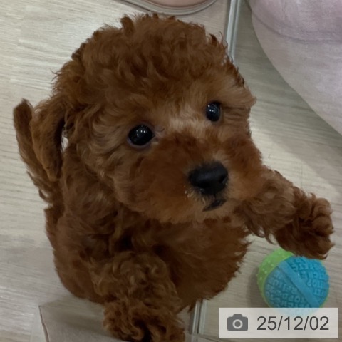 トイ・プードルの写真