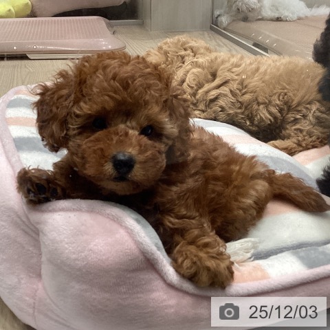 愛知県のトイプードル(トイ) (ペットプラス イオンモール長久手店/2025年9月26日生まれ/女の子/レッド)の子犬の3枚目の画像