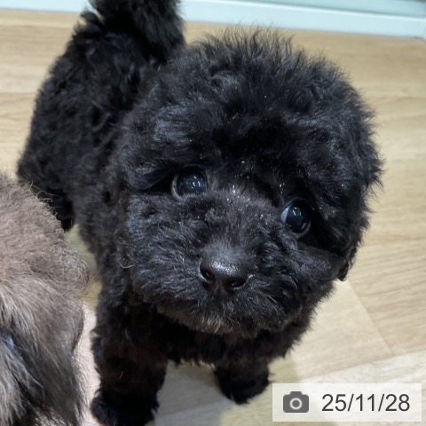 トイ・プードルの写真