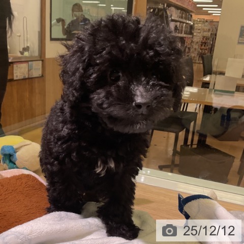 愛知県のトイプードル(トイ) (ペットプラス 岡崎店/2025年9月25日生まれ/女の子/ブラック)の子犬の3枚目の画像