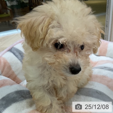 愛知県のトイプードル(トイ) (ペットプラス mozoワンダーシティ店/2025年9月25日生まれ/女の子/クリーム)の子犬の4枚目の画像