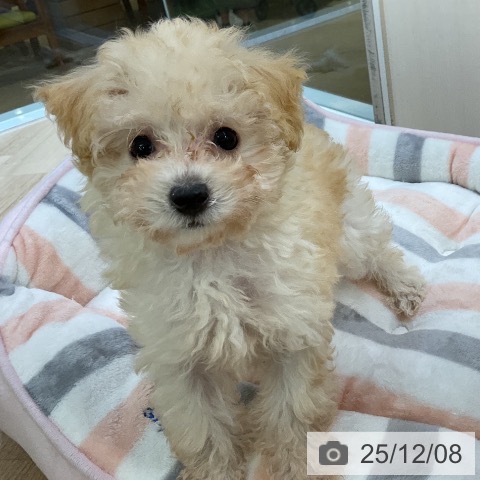 愛知県のトイプードル(トイ) (ペットプラス mozoワンダーシティ店/2025年9月25日生まれ/女の子/クリーム)の子犬の3枚目の画像