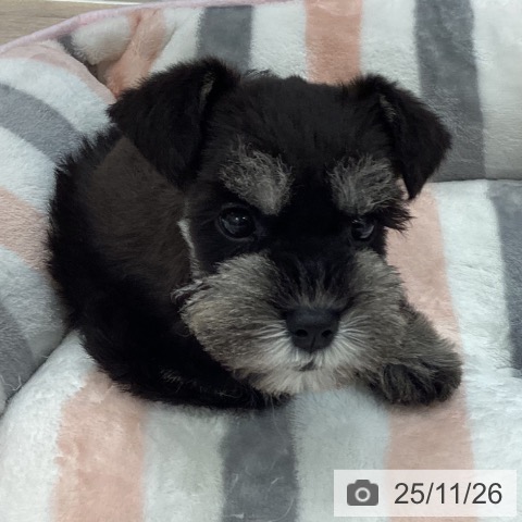 ミニチュア・シュナウザーの写真