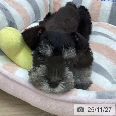 ミニチュア・シュナウザーの写真