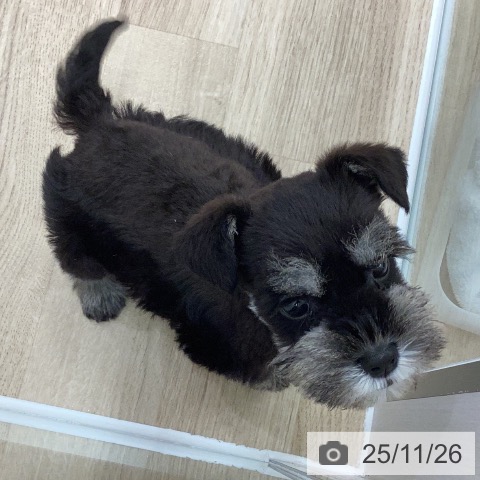 ミニチュア・シュナウザーの写真