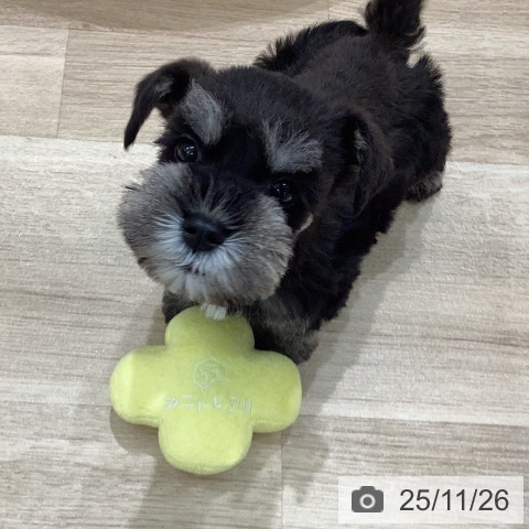 ミニチュア・シュナウザーの写真