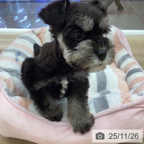 ミニチュア・シュナウザーの写真