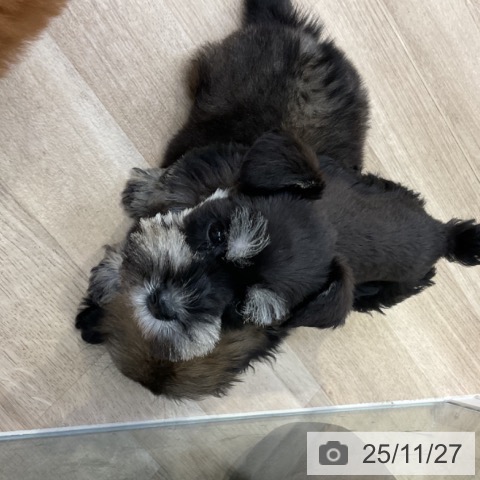 ミニチュア・シュナウザーの写真