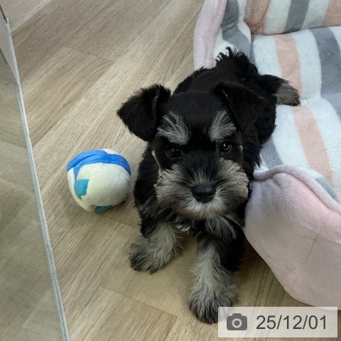 三重県のミニチュアシュナウザー (ペットプラス 四日市泊店/2025年9月25日生まれ/女の子/ブラックシルバー)の子犬の4枚目の画像