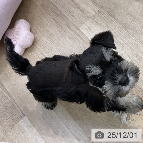 三重県のミニチュアシュナウザー (ペットプラス 四日市泊店/2025年9月25日生まれ/女の子/ブラックシルバー)の子犬の3枚目の画像