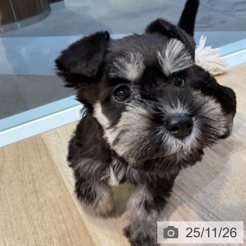 ミニチュア・シュナウザーの写真