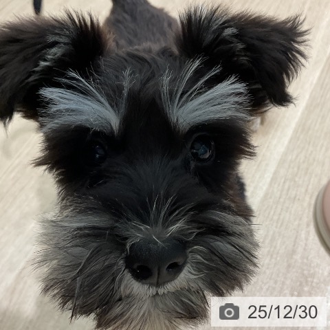 三重県のミニチュアシュナウザー (ペットプラス 鈴鹿店/2025年9月25日生まれ/女の子/ブラックシルバー)の子犬の4枚目の画像