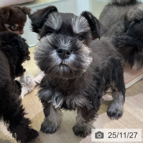 ミニチュア・シュナウザーの写真