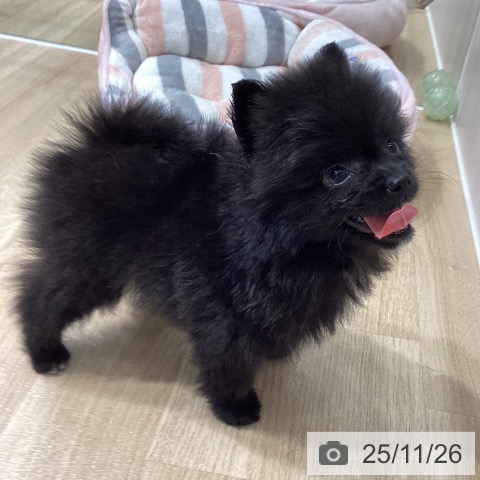 ポメラニアンの写真