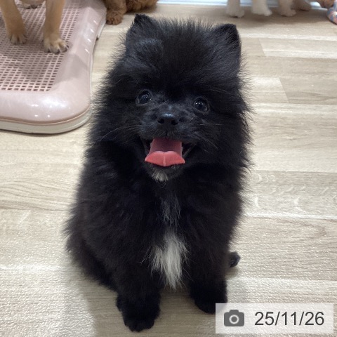 ポメラニアンの写真