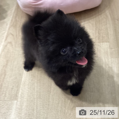 ポメラニアンの写真