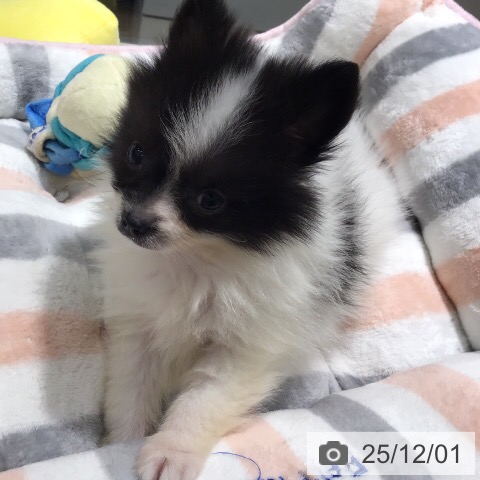茨城県のポメラニアン (ペットプラス つくば店/2025年9月22日生まれ/男の子/ホワイトブラック)の子犬の3枚目の画像