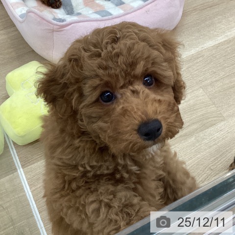 愛知県のトイプードル(トイ) (ペットプラス 千音寺店/2025年9月27日生まれ/男の子/レッド)の子犬の4枚目の画像