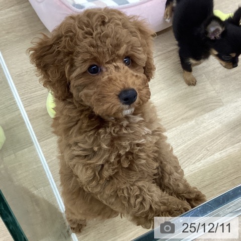 愛知県のトイプードル(トイ) (ペットプラス 千音寺店/2025年9月27日生まれ/男の子/レッド)の子犬の3枚目の画像