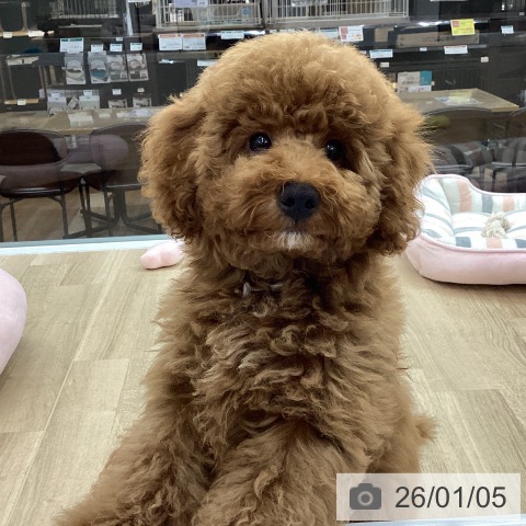 愛知県のトイプードル(トイ) (ペットプラス 千音寺店/2025年9月27日生まれ/男の子/レッド)の子犬の4枚目の画像