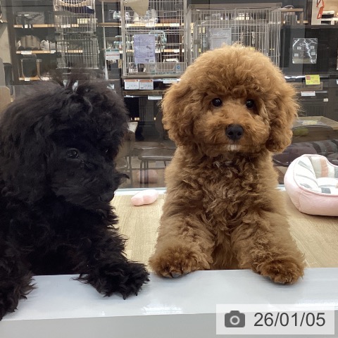 愛知県のトイプードル(トイ) (ペットプラス 千音寺店/2025年9月27日生まれ/男の子/レッド)の子犬の3枚目の画像