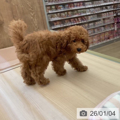 三重県のトイプードル(トイ) (ペッツワン 桑名店/2025年9月27日生まれ/男の子/レッド)の子犬の4枚目の画像