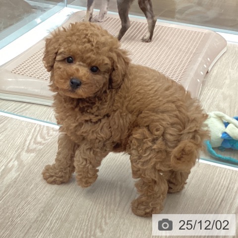 石川県のトイプードル(トイ) (ペットプラス 白山店/2025年9月27日生まれ/男の子/レッド)の子犬の4枚目の画像