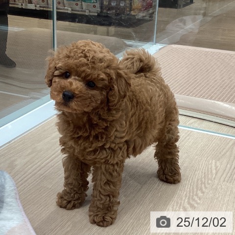 石川県のトイプードル(トイ) (ペットプラス 白山店/2025年9月27日生まれ/男の子/レッド)の子犬の3枚目の画像