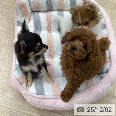 トイ・プードルの写真