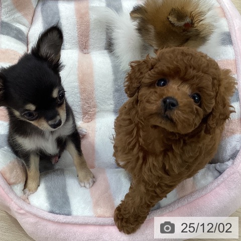 トイ・プードルの写真