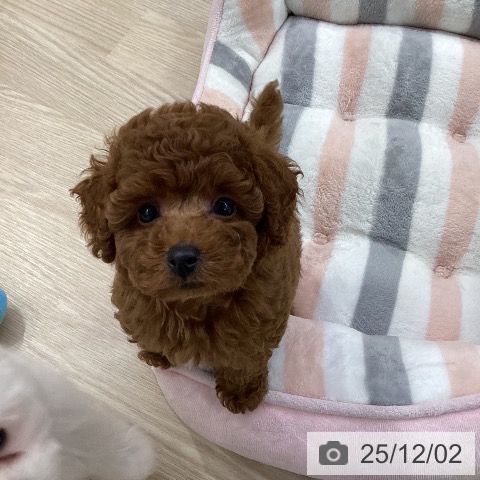 トイ・プードルの写真