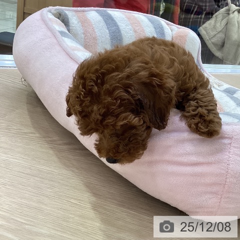 愛知県のトイプードル(トイ) (ペットプラス ナゴヤドーム前店/2025年9月27日生まれ/女の子/レッド)の子犬の4枚目の画像