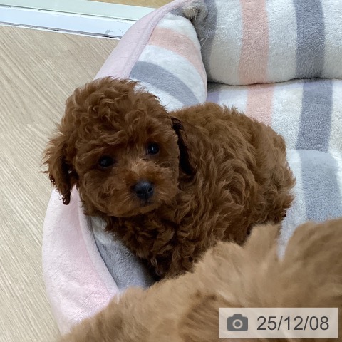 愛知県のトイプードル(トイ) (ペットプラス ナゴヤドーム前店/2025年9月27日生まれ/女の子/レッド)の子犬の3枚目の画像