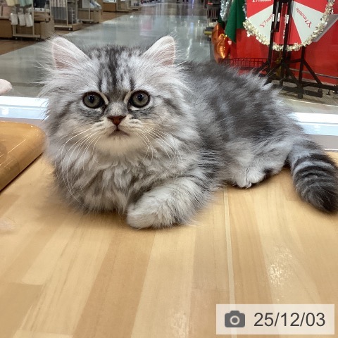 愛知県のミヌエット (ペットプラス 豊田店/2025年9月20日生まれ/女の子/シルバータビー)の子猫の4枚目の画像