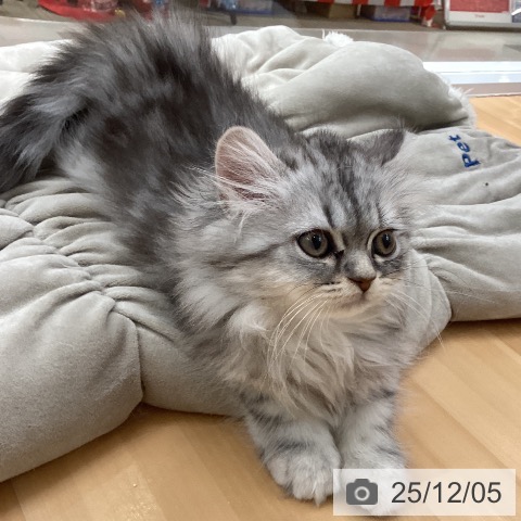 愛知県のミヌエット (ペットプラス 豊田店/2025年9月20日生まれ/女の子/シルバータビー)の子猫の3枚目の画像