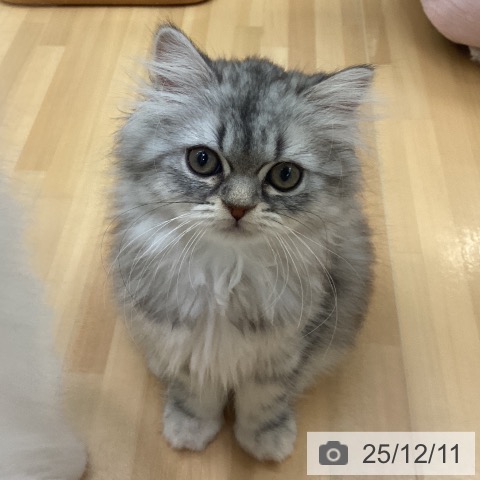 愛知県のミヌエット (ペットプラス 豊田店/2025年9月20日生まれ/女の子/シルバータビー)の子猫の4枚目の画像