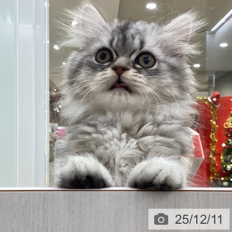 愛知県のミヌエット (ペットプラス 豊田店/2025年9月20日生まれ/女の子/シルバータビー)の子猫の3枚目の画像