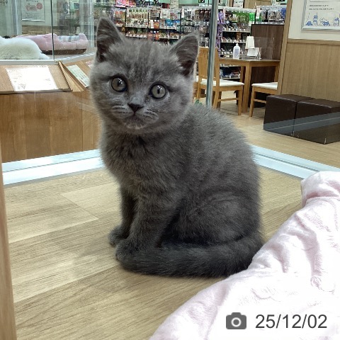 ブリティッシュショートヘアの写真