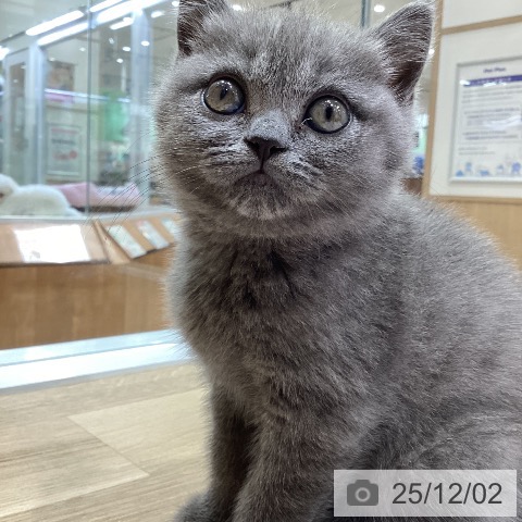 ブリティッシュショートヘアの写真