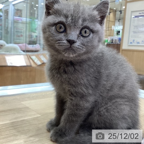 ブリティッシュショートヘアの写真