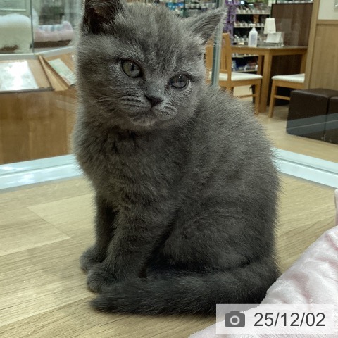 ブリティッシュショートヘアの写真